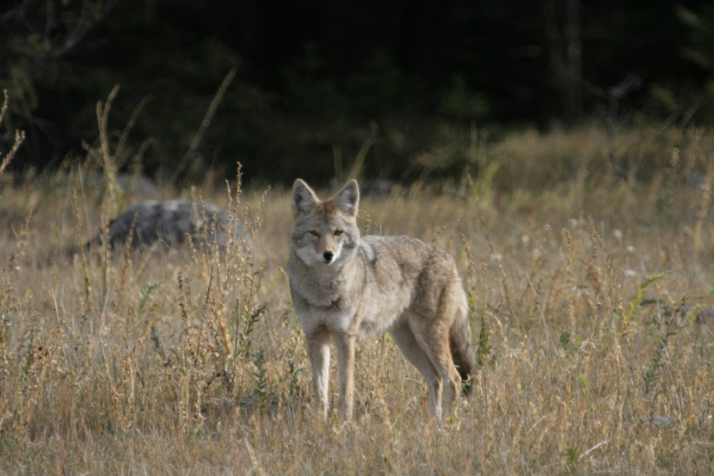 Coyote-Jasper-Wildlife