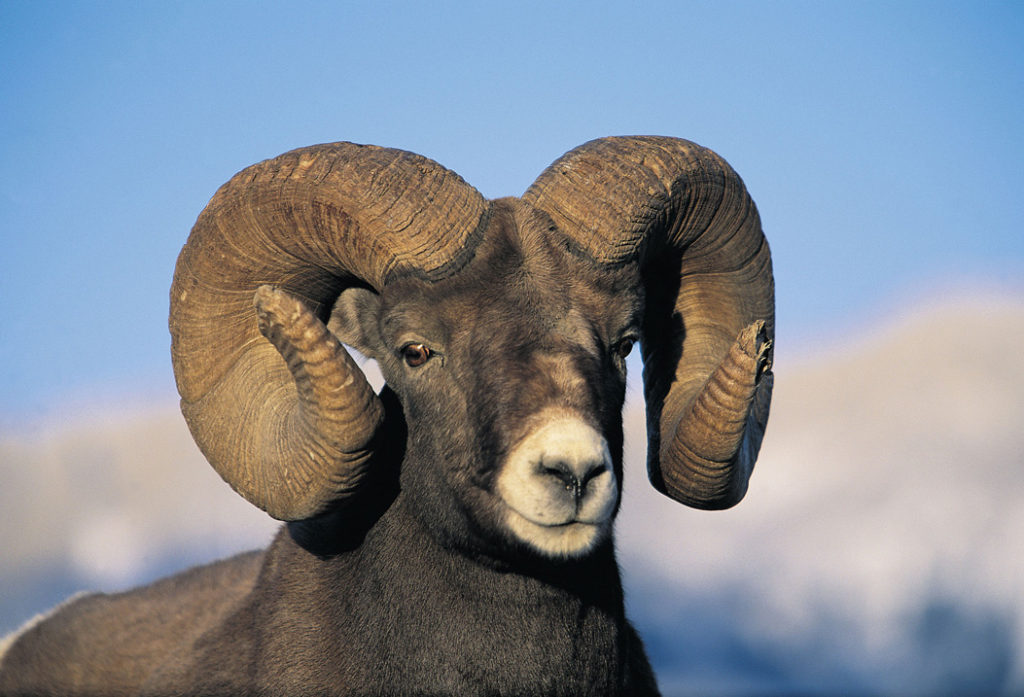 Wildlife-Big Horned Sheep-Alberta
