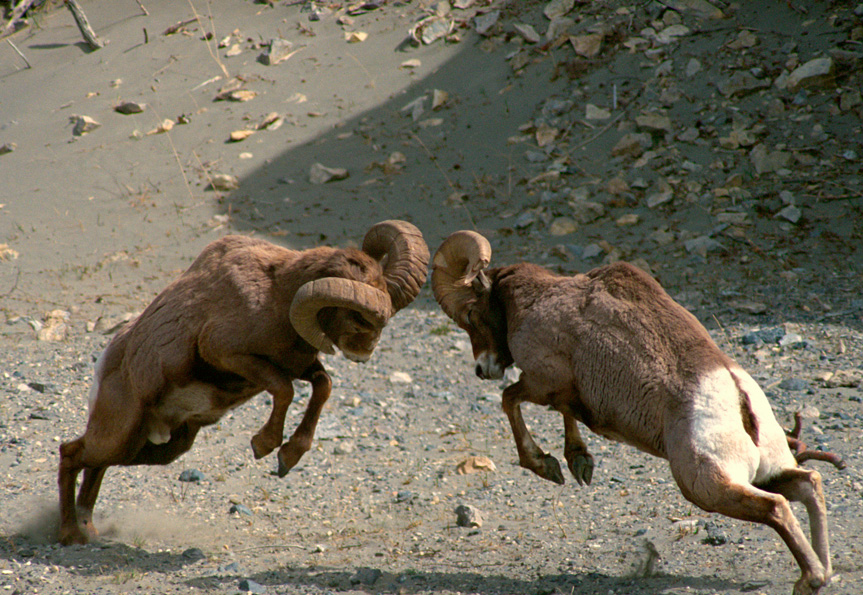 Wild life-Big Horned Sheep-Alberta
