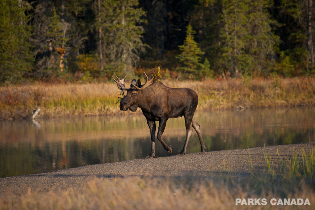 Moose-Alberta-Wildlife