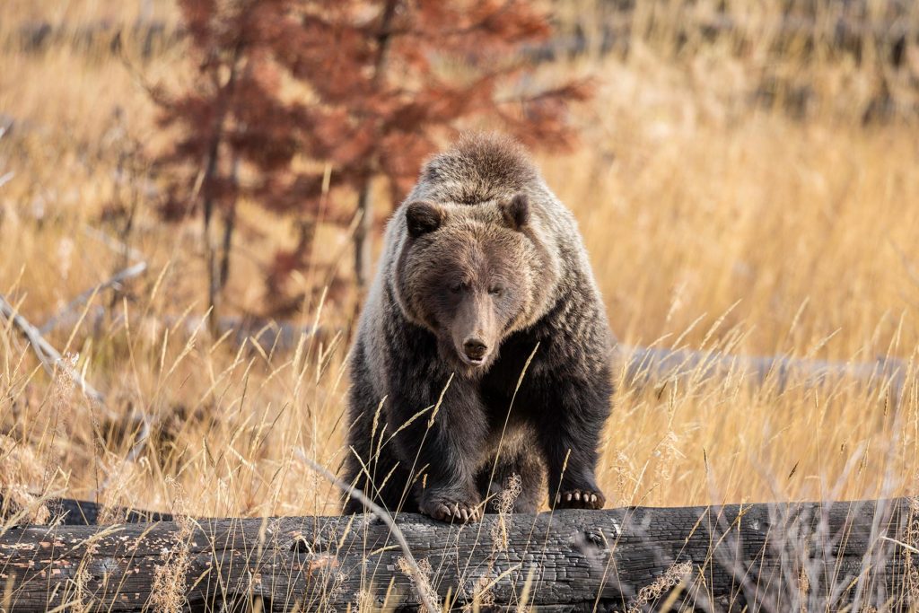 Bear-Banff-Wildlife