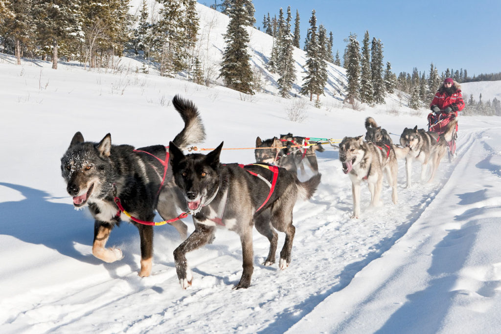 Yukon-Dog sledding
