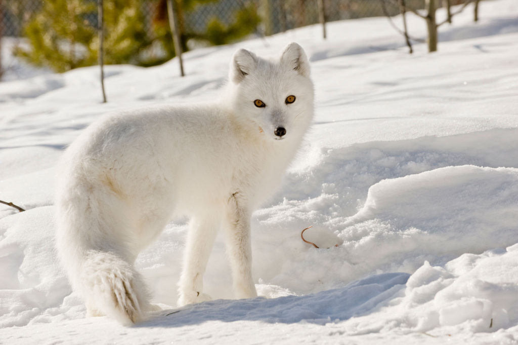 Yukon-White-fox-wildlife