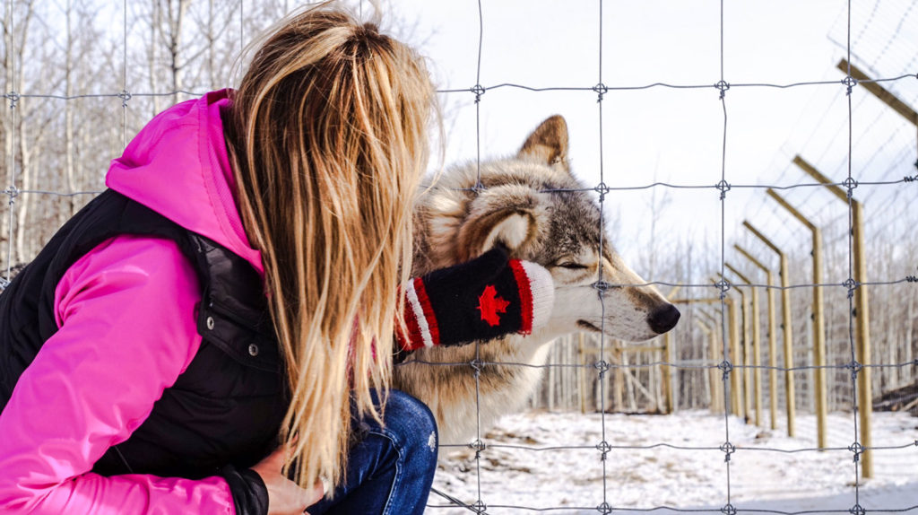 Yamnuska-Wolfdog-Sanctuary