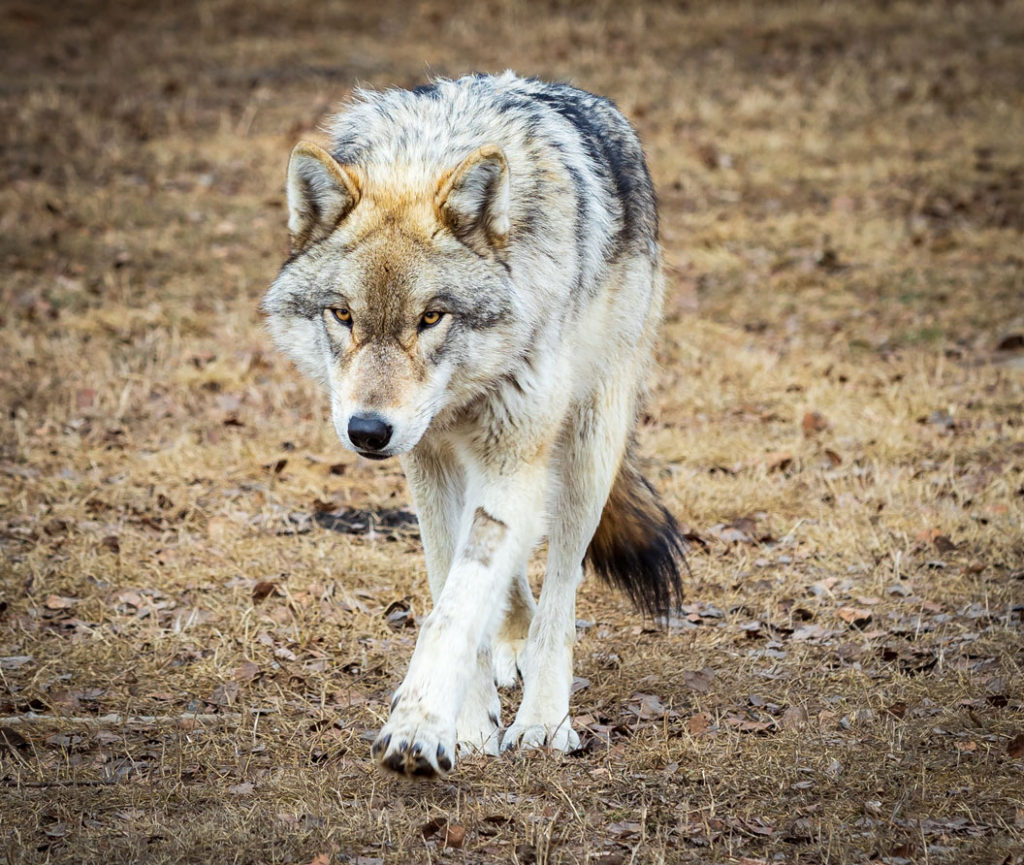 Yamnuska-Wolfdog-Sanctuary