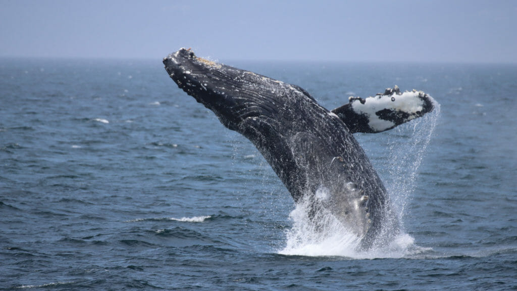 Wildlife and Animals BC 01 Whale Vancouver Island Credit Prince of Whales Seanie Malcolm