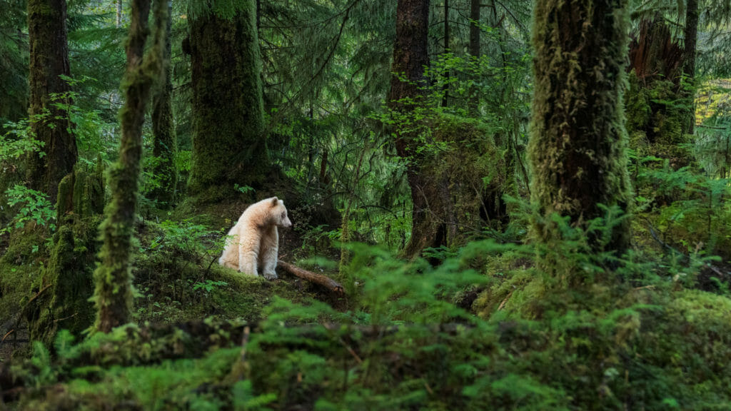 Wildlife and Animals BC 03 Great Bear Rainforest Credit Destination BC Yuri Choufour