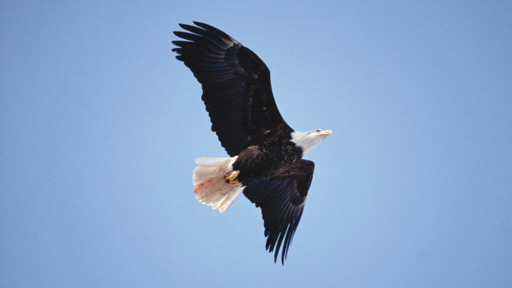 Wildlife and Animals NS 01 Bald Eagle Credit Tourism Nova Scotia