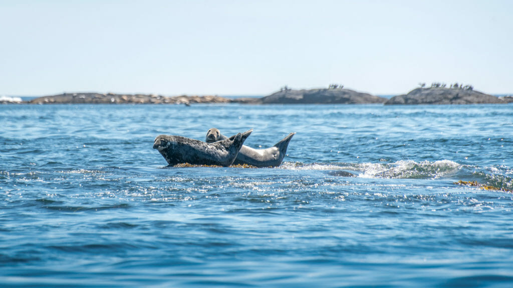 Wildlife and Animals NS 02 Sea Lions Credit Tourism Nova Scotia Patrick Rojo