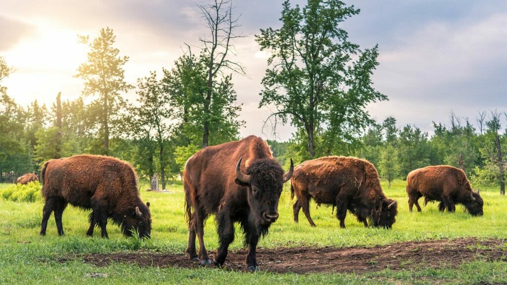 Wildlife-20---Elk-Island-National-Park---Credit-Robin-Laurenson-@motherpixels