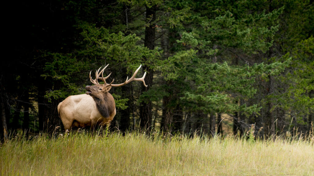 Wildlife-22---Elk---Banff-Alberta---Credit-Jeff-Bartlett