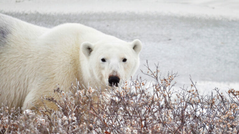 Polar Bear 01 Churchill Credit Travel Manitoba